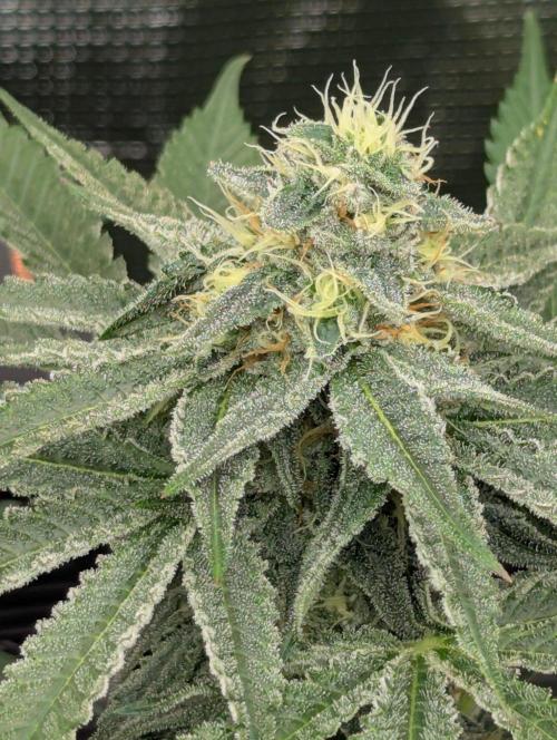 Black Beretta - Cipher Genetics. Week 10