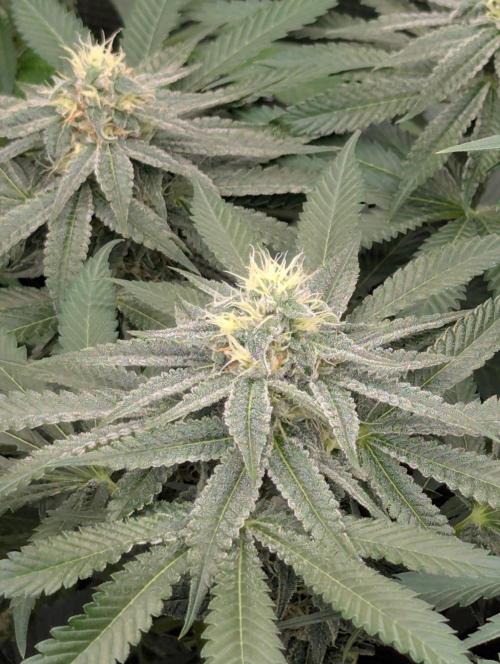 Black Beretta - Cipher Genetics. Week 10