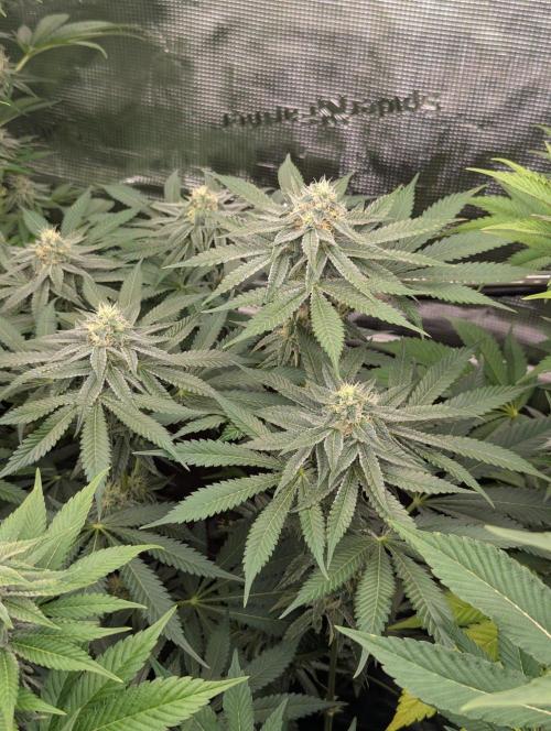 Black Beretta - Cipher Genetics. Week 10
