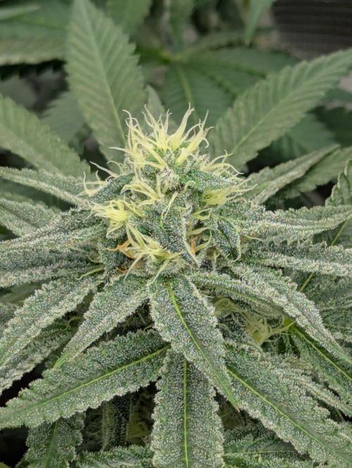 Black Beretta - Cipher Genetics. Week 10