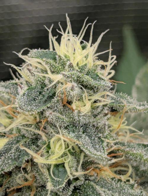 Black Beretta - Cipher Genetics. Week 10
