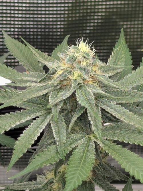 Black Beretta - Cipher Genetics. Week 10