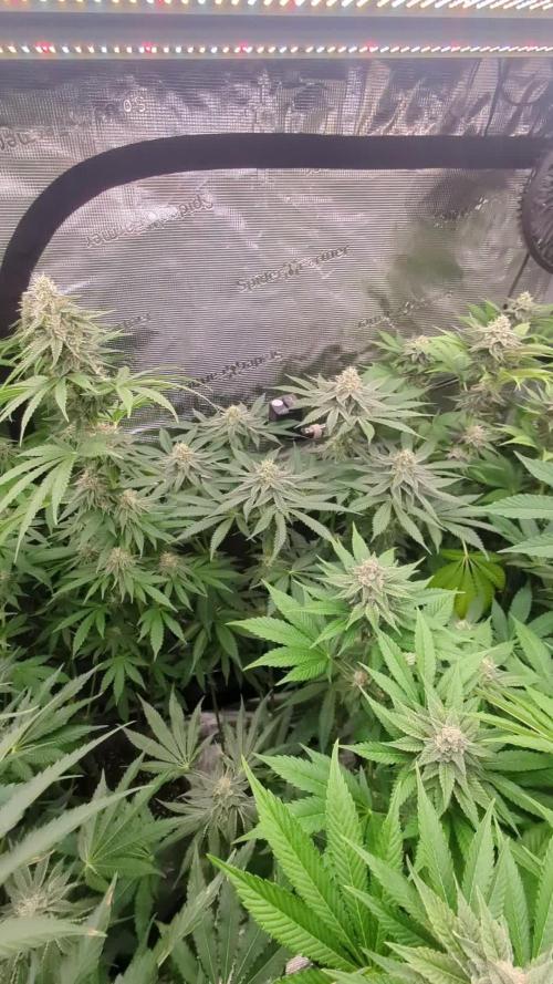 Black Beretta - Cipher Genetics