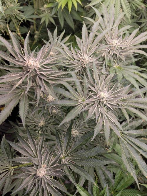 Black Lobster - Cipher Genetics. Week 10