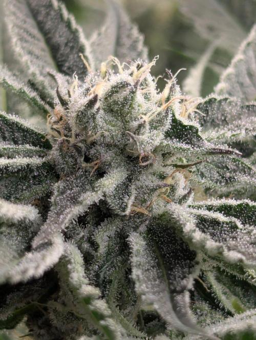 Black Lobster - Cipher Genetics. Week 10