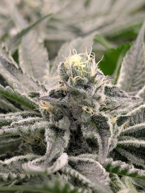 Black Lobster - Cipher Genetics. Week 10