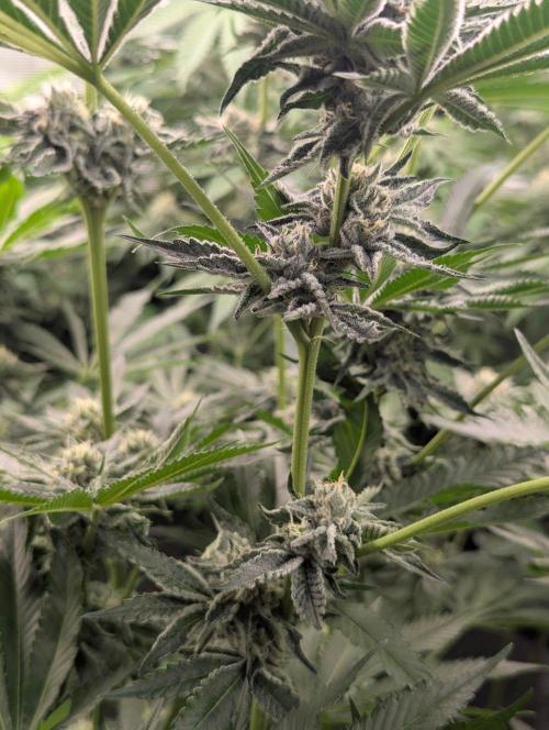 Black Lobster - Cipher Genetics. Week 10