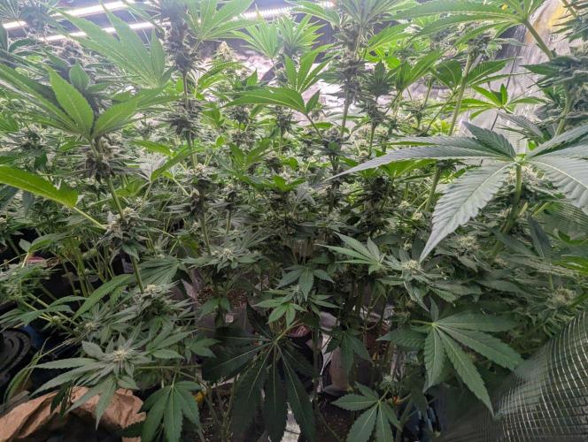 Black Lobster - Cipher Genetics. Week 10