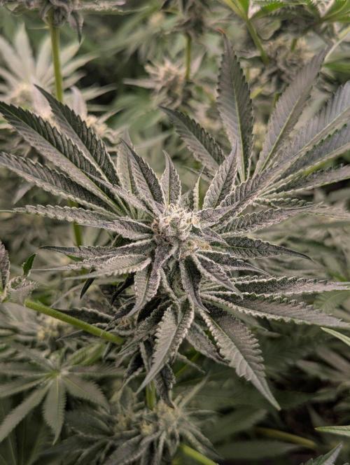 Black Lobster - Cipher Genetics. Week 10