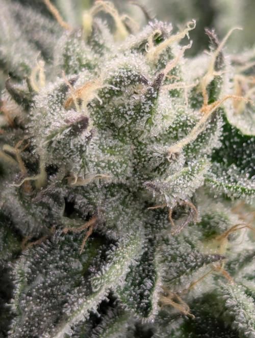 Black Lobster - Cipher Genetics. Week 10