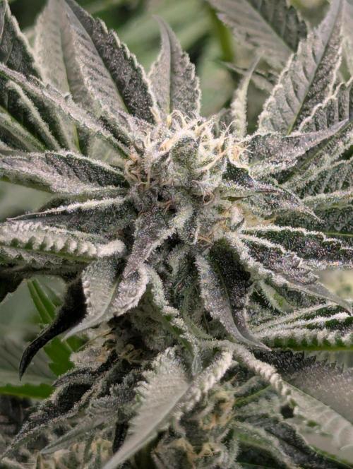 Black Lobster - Cipher Genetics. Week 10
