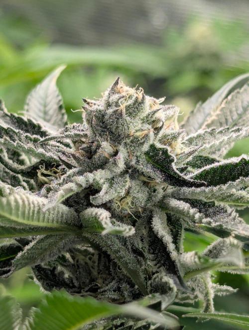 Black Lobster - Cipher Genetics. Week 10