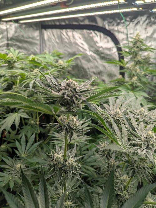 Black Lobster - Cipher Genetics. Week 10