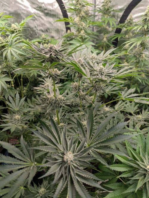 Black Lobster. Week 10