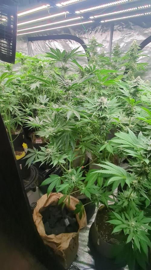 Black Lobster - Cipher Genetics