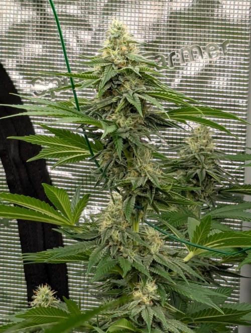 Zu-Tang Clan - N.Y.Ceeds. Week 10