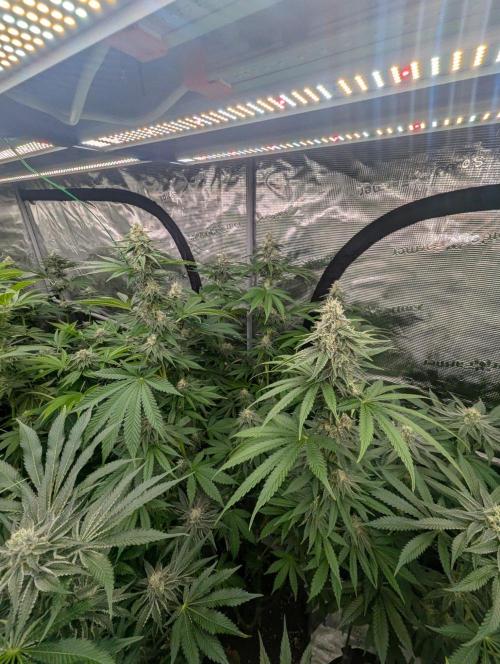 Zu-Tang Clan - N.Y.Ceeds. Week 10