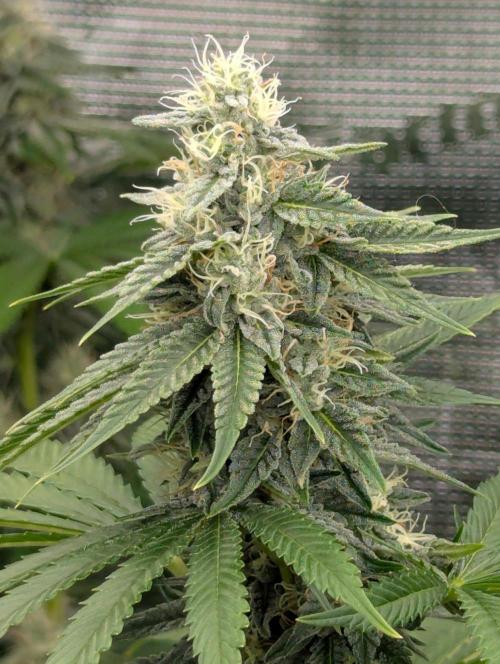 Zu-Tang Clan - N.Y.Ceeds. Week 10