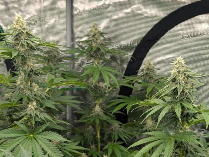 Zu-Tang Clan - N.Y.Ceeds. Week 10