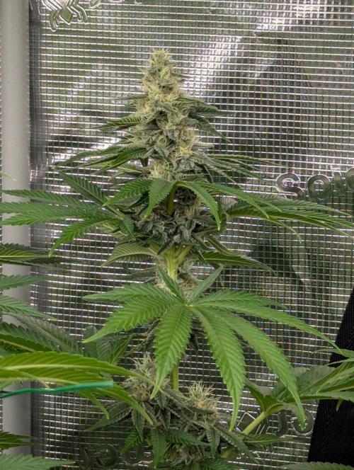 Zu-Tang Clan - N.Y.Ceeds. Week 10