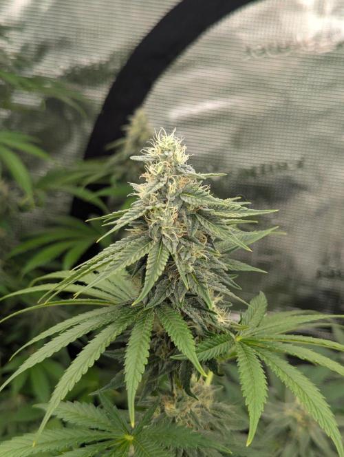 Zu-Tang Clan - N.Y.Ceeds. Week 10