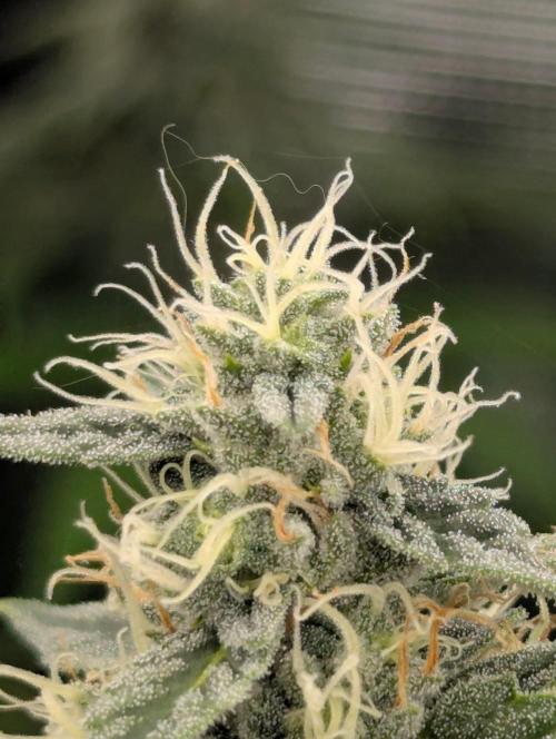 Zu-Tang Clan - N.Y.Ceeds. Week 10
