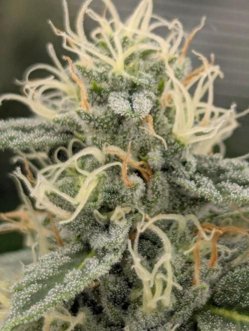 Zu-Tang Clan - N.Y.Ceeds. Week 10