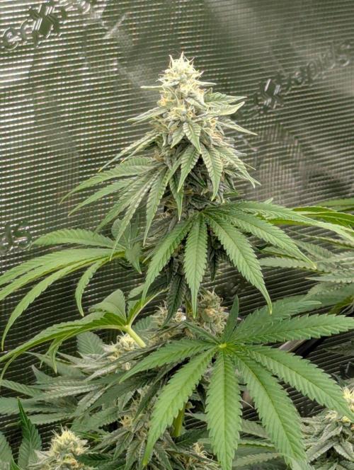 Zu-Tang Clan - N.Y.Ceeds. Week 10