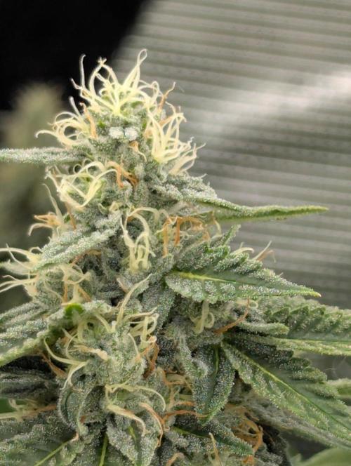 Zu-Tang Clan - N.Y.Ceeds. Week 10