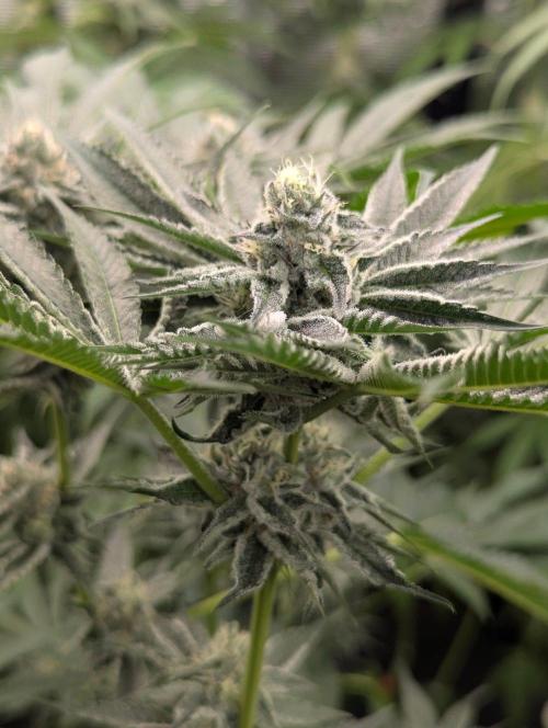 Black Lobster - Cipher Genetics. Week 10