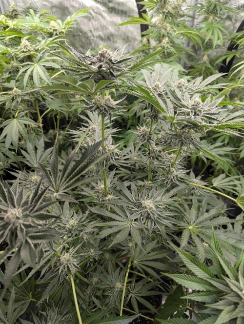 Black Lobster - Cipher Genetics. Week 10