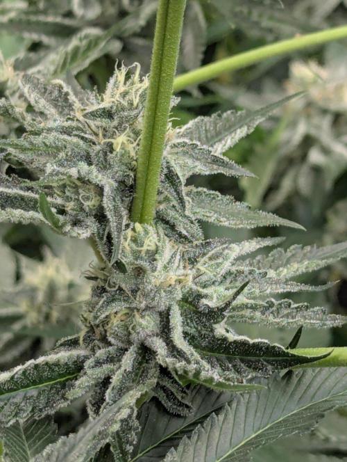 Black Lobster - Cipher Genetics. Week 10