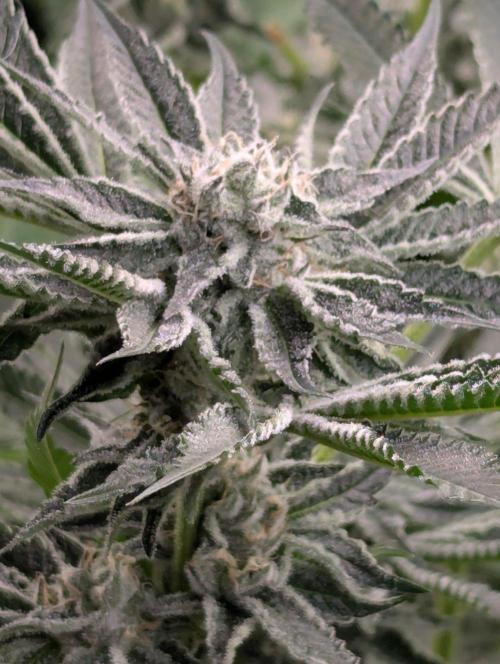 Black Lobster - Cipher Genetics. Week 10