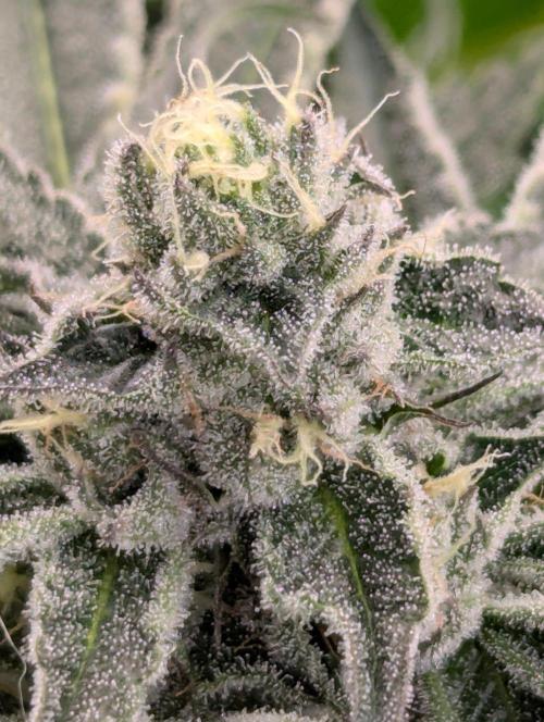 Black Lobster - Cipher Genetics. Week 10