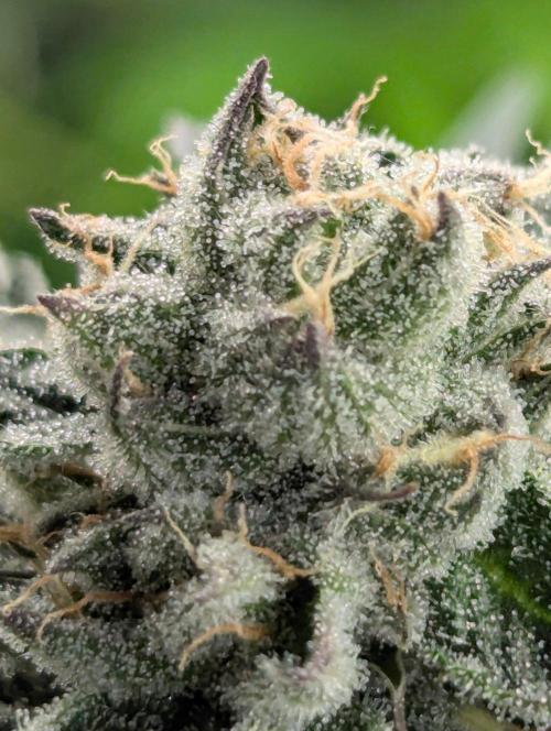 Black Lobster - Cipher Genetics. Week 10