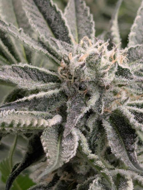 Black Lobster - Cipher Genetics. Week 10