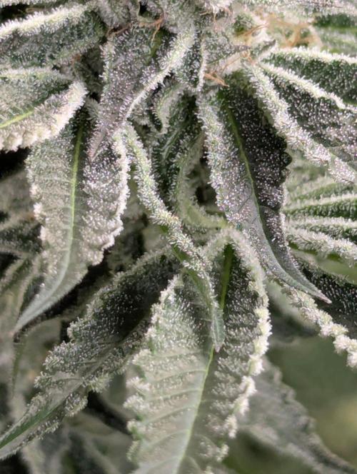 Black Lobster. Week 10