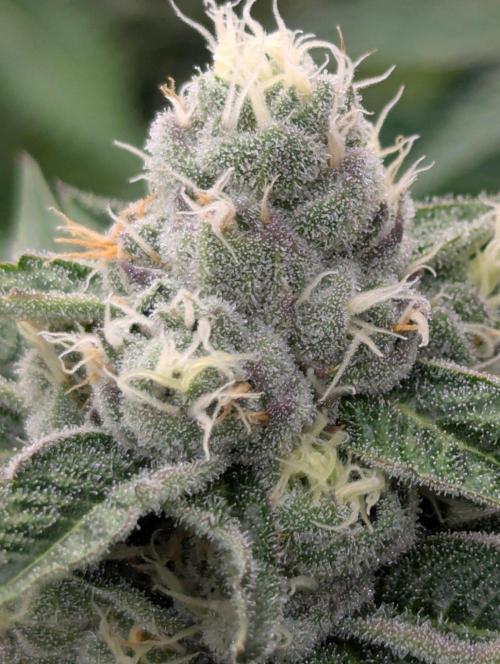 Lemonessence - Doja. Week 10