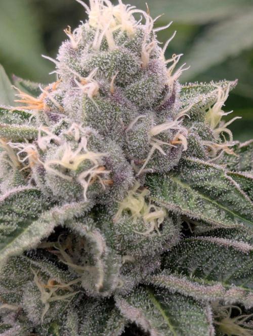 Lemonessence - Doja. Week 10