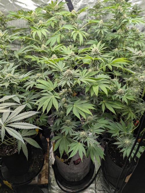 Big Z - Wizard Trees. Week 10