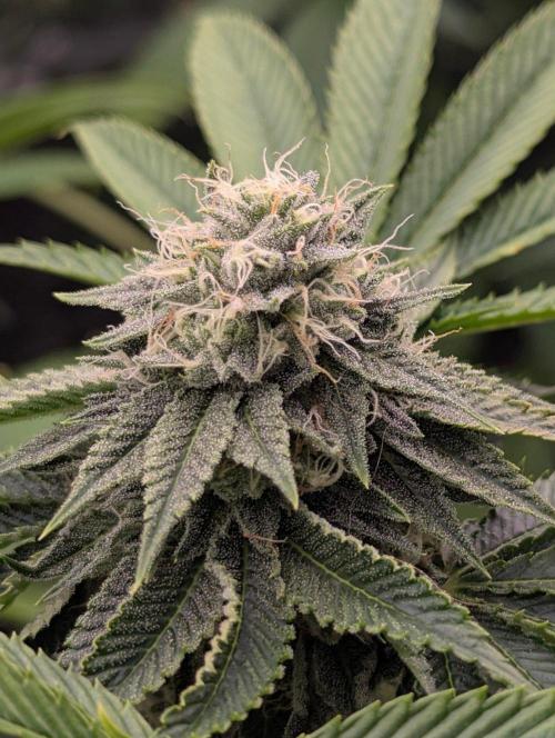 Big Z - Wizard Trees. Week 10