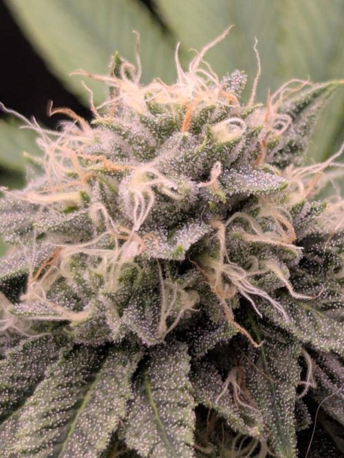 Big Z - Wizard Trees. Week 10