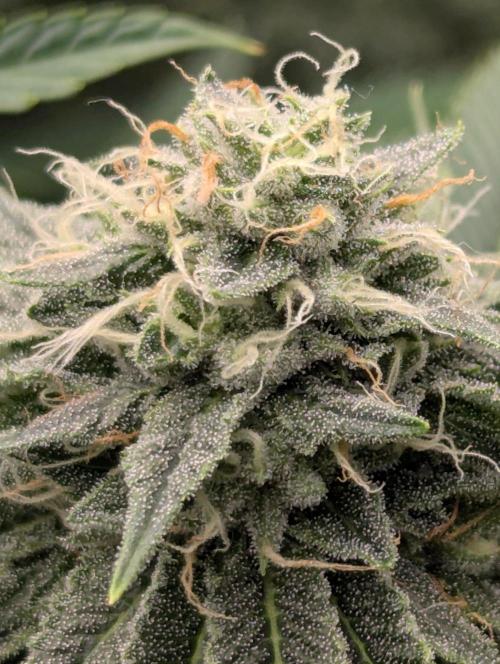 Big Z - Wizard Trees. Week 10