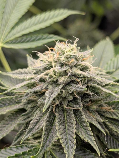 Big Z - Wizard Trees. Week 10