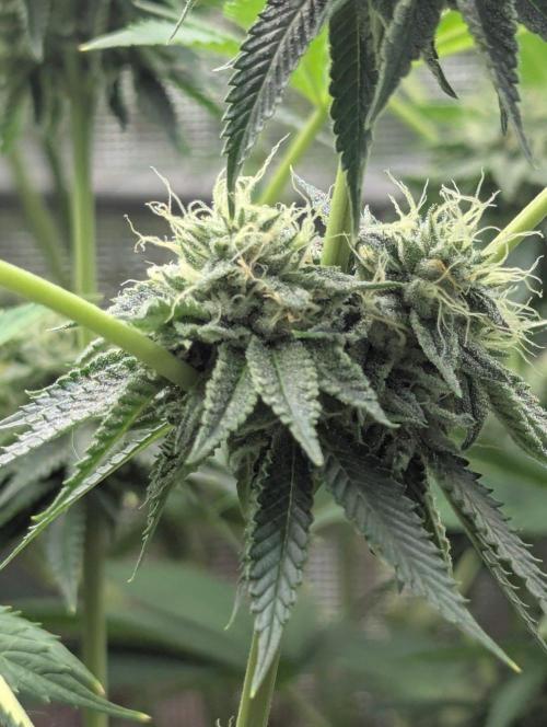 Big Z - Wizard Trees. Week 10