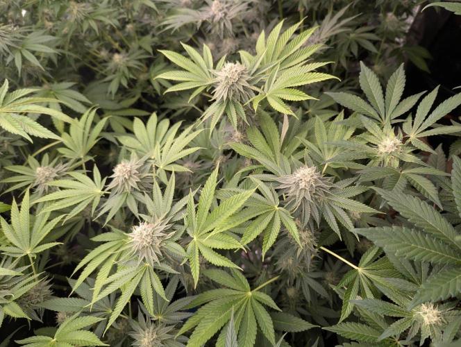Big Z - Wizard Trees. Week 10
