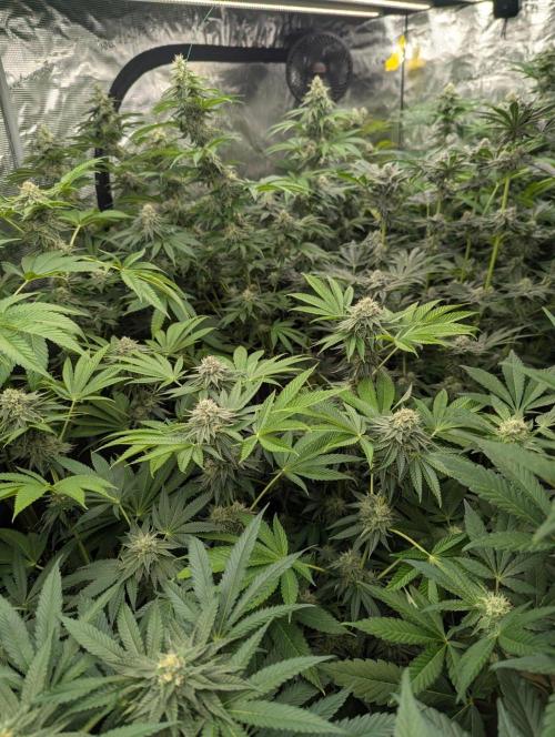 Big Z - Wizard Trees. Week 10