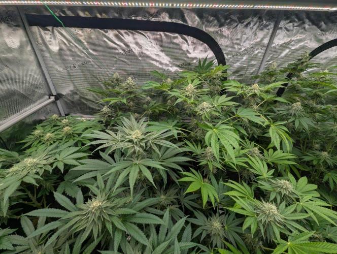 Big Z - Wizard Trees. Week 10