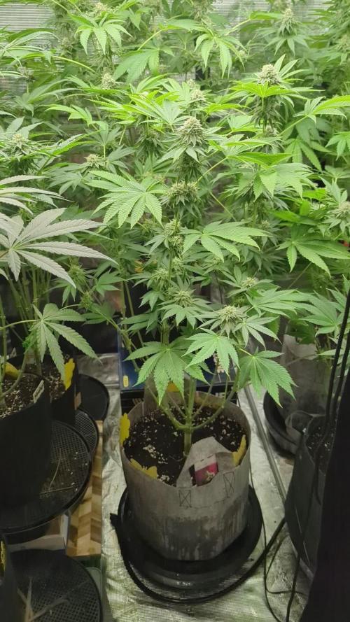Big Z - Wizard Trees