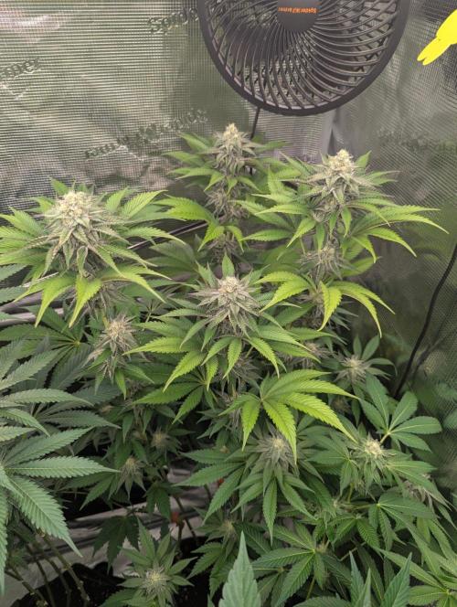 New Money - Compound Genetics. Week 10